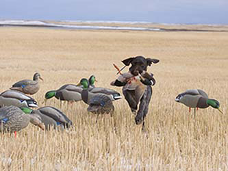 Missouri Duck hunting with dog