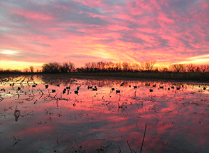 Missouri–The Perfect Place for Duck Hunting