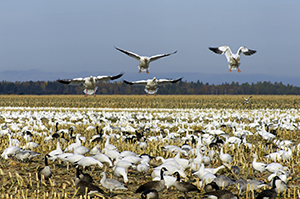 The Popularity of Spring Snow Goose Hunting in Missouri