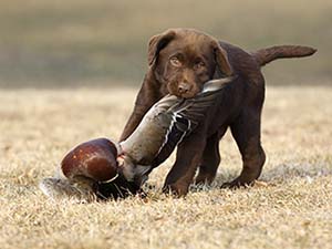 Tips to Help Train Your Snow Goose Hunting Pup