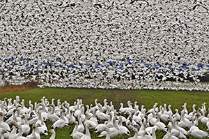  Tips for your Spring Snow Goose hunting Adventure