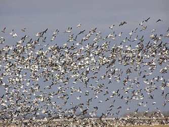 snow goose hunting Missouri