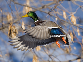 Effects Of Rice Farming on Duck Hunting in SE Missouri 