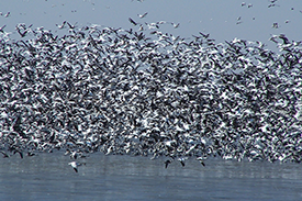 Why Spring Snow Goose Hunting is Required