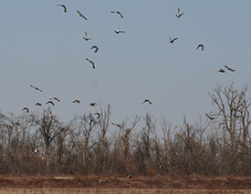 Missouri Duck Hunting Club vs. Unguided Hunts