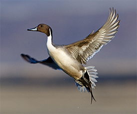 Duck hunting clubs in Missouri