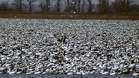 Status of the Snow Goose Population and Why Hunting it is critical!