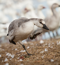 Missouri Snow Goose Hunting Challenges