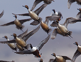 The Advantages of Duck Hunting in Southeast Missouri