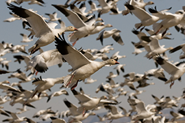 Missouri the ‘go to’ Destination for Spring Snow Goose Hunting