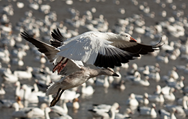 Guided Snow Goose Hunt the Better Choice