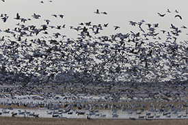 Spring Snow Goose Hunting is the Next Best Thing