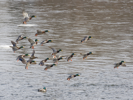 Missouri Waterfowl Hunting-One of the Best Destinations in the US