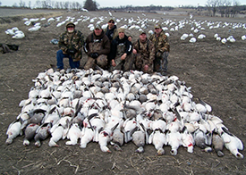 Show Me Snow Geese