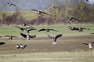 A Guide to Successful Speckle Belly Goose Hunting in South East Missouri