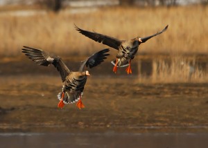 Specklebelly Goose Calling Tips and Tactics