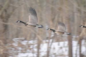 Missouri Goose Hunting Tips: Mastering  Weather Changes
