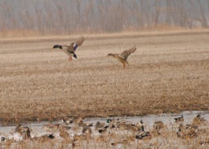 Missouri Guided Duck Hunting is For All Outdoor Enthusiasts