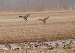 Missouri Guided Duck Hunting is For All Outdoor Enthusiasts