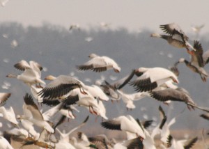 Spring Snow Goose Hunting in Missouri