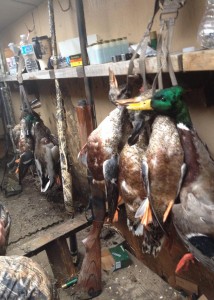 Missouri Guided Duck Hunting