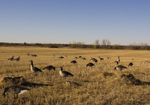 Guided Goose Hunts: A Great Way To Bag The Prize? 