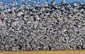 Never hunted Missouri spring snow geese? It's time for a change of heart!