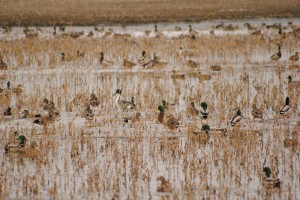 Missouri Waterfowl Hunting 