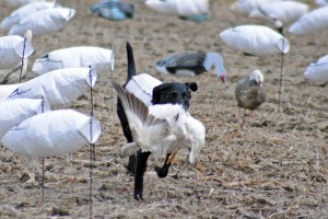 Keeping Your Goose Hunting Dog Sharp During the Off Season