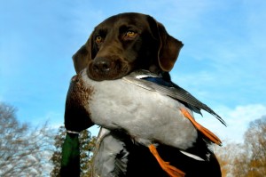 Your Dog's First Guided Duck Hunting Trip
