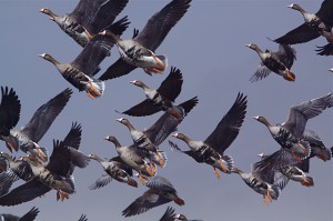 Bagging Specklebelly Geese with a Speck of Imagination!