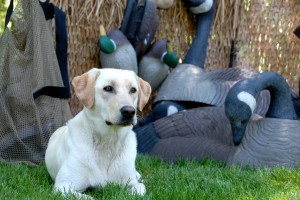 Are You Ready for the Upcoming Missouri Waterfowl Hunting Season?
