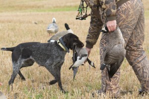 Hunting Tips to Help Bag Your Goose