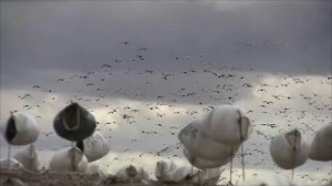 Intelligent Snow goose decoying 