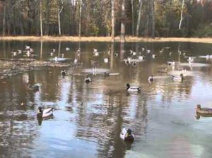 Duck Decoys - Decoying with motion!