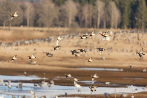 2014 Duck Breeding Numbers Up 8 Percent!