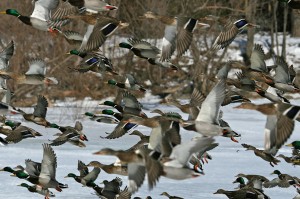 Missouri 2014 Waterfowl Hunting Season Dates Announced !