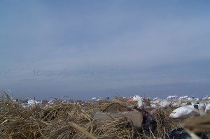 Helpful guide to Public Land Snow Goose Hunts