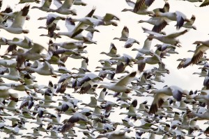 When You Think of Snow Goose Hunting, Think NW Missouri