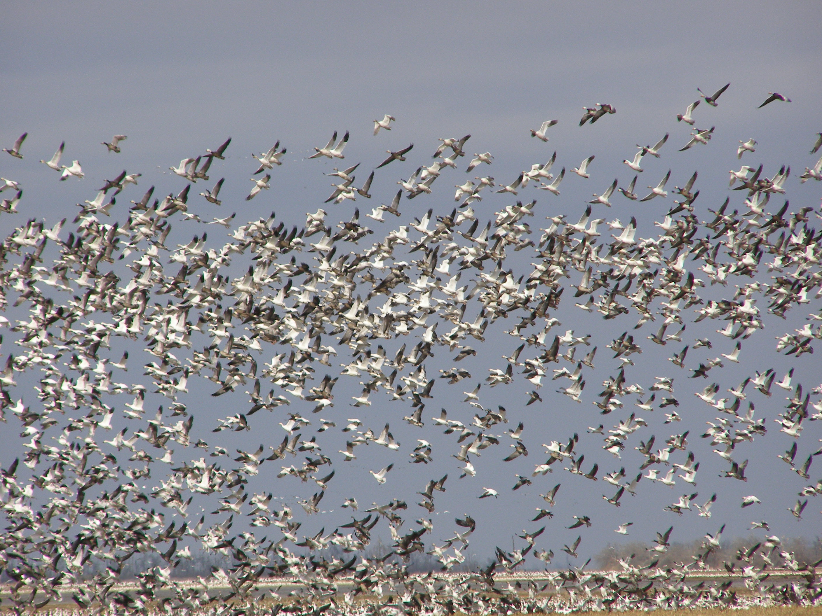Why Snow Goose Hunting in Southeast Missouri is So Popular