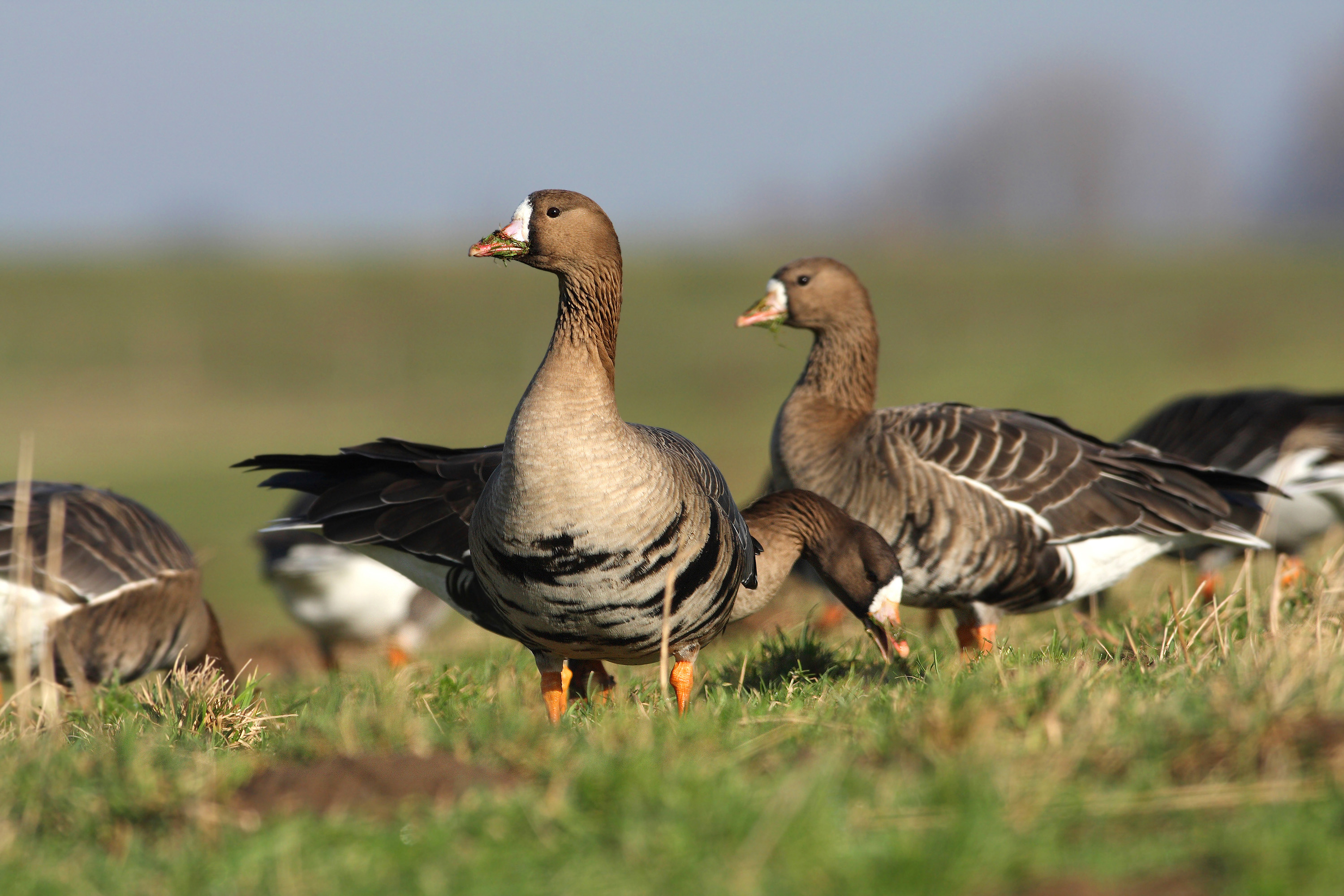 Why You Should Try Guided Specklebelly Goose Hunting