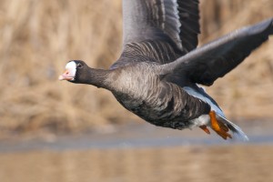 Professionally Guided  Specklebelly Goose Hunting Trips