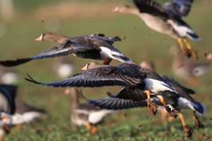 Best Specklebelly Goose Hunting Tips – Hunt in the Mississippi Flyway