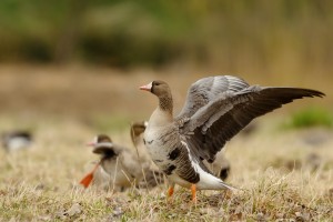Guided  Specklebelly Goose Hunting Trips