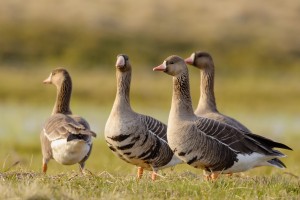 white fronted geese