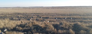 Blind Concealment for Better Goose Hunting