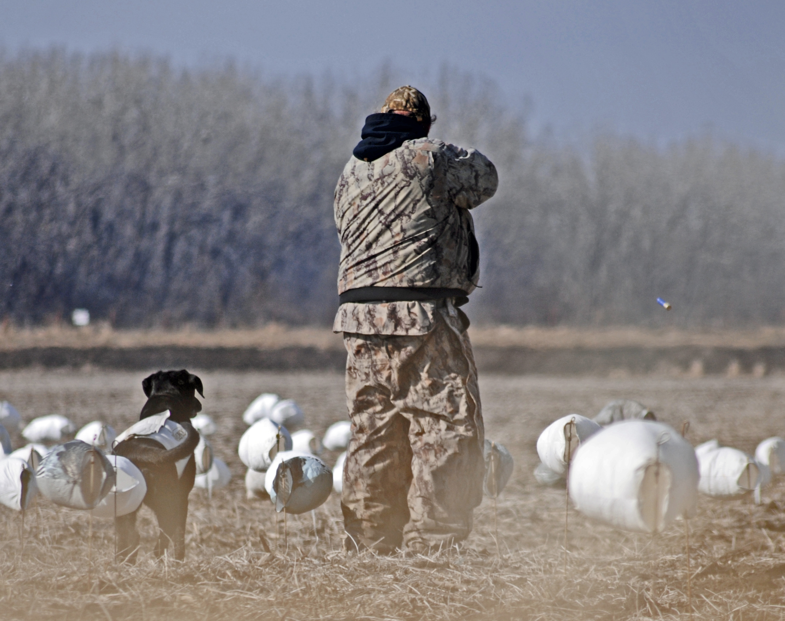 Introducing Your waterfowl Hunting Dog to Gunfire