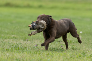 Best Methods for Training Your Retriever