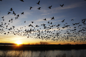 6 Reasons Why Missouri Duck Hunting Should Be Part of Your Future