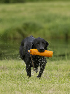 How to Force Fetch Your Hunting Dog